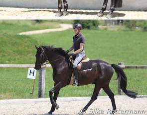 Top: 6-year-old Fantastico in May 2023 at the very beginning of his cooperation with Max Jaquerod :: Bottom: Fantastico in his first training sessions with Max at the end of May 2023 :: Photos © Silke Rottermann