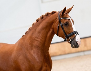 Gotango-B, a full sister to both the international Grand Prix horse Vontango B, ridden by Madeleine Witte-Vrees, and the KWPN approved Small Tour stallion Don Tango B