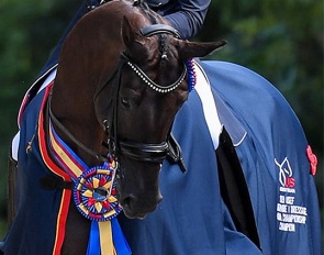 Lucky Strike, one of the U.SA.'s most decorated and winning young and small tour horses