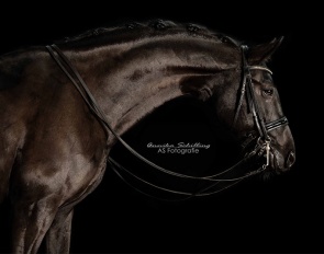 Sunny Sundag G (by San Amour x Escudo II) :: Photos © Annika Schilling