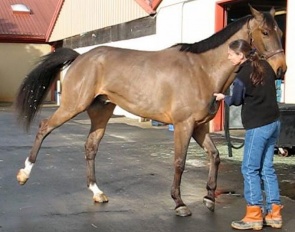 Involuntary hind-leg flexion with a shivers affected horse when asked to back up :: Photo © Dr Stephanie Valberg UC Davis)