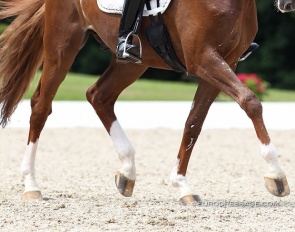 Horse legs in motion :: Photo © Astrid Appels