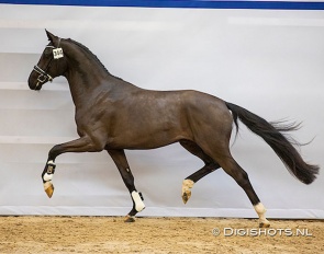 Potencion at the pre-selection for the 2023 KWPN Stallion Licensing :: Photo © Digishots