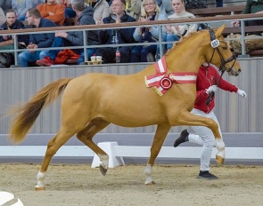  Crispino (by Cosmopolitan D  x Hesselteichs Golden Dream) :: Photo © Reckimedia