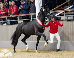 Deichgraf named champion of the 2023 Westfalian Stallion Licensing in Munster :: Photo © Guido Recki/Westfalenpferde.de