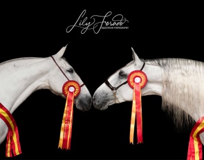 Elite SF de Eda and Gesoro Torreluna at the 2023 World PRE Champions in Morphology :: Photo © Lily Forado
