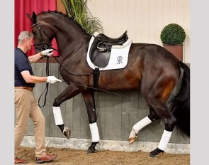 PSI auction horse Fellowship (by Foundation x Bretton Woods) showing promising half steps in hand