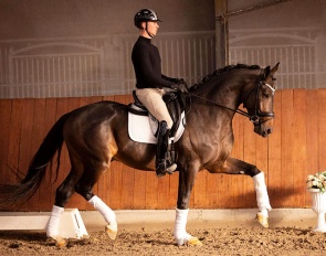 Odiel (by Toto Jr x Redford)