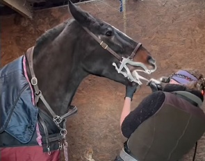 Vikki Fowler working on an unsedated horse. "Tilly is 27 year old and a long standing patient of mine. She has not been given any calmer or drugs of any sort. As you can see, she is perfectly relaxed and makes my job very easy. This horse would be more difficult to work on sedated than she is to work on awake. She’s an older lady and really doesn’t need any chemical assistance to be a gem. She is not alone in her angelic behaviour, many will stand just as well."