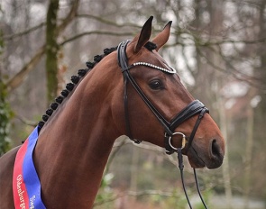 The newly crowned Oldenburg Champion Stallion Verbier new at Lodbergen :: Photo © OLD Art