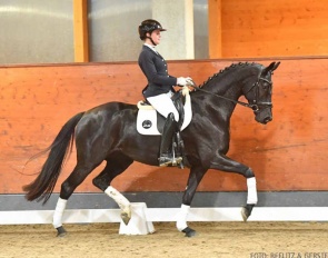  Grand Galaxy Cordey (by Grand Galaxy Win x Furstenball) :: Photo © Beelitz