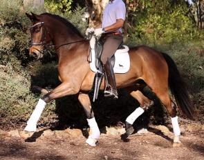 Samurai EDI (by Secret x Fiorano)