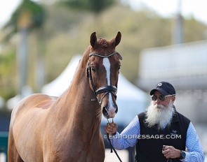 Ashley Holzer's Hansel took a hike in the horse inspection, but he was caught quickly - no harm done - and then passed the trot-up. He was handled by Ashley's veterinarian :: Photo © Astrid Appels