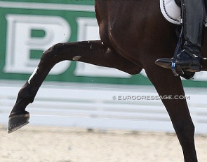 Spectacular gaits at the cost of the training scale?! :: Photo © Astrid Appels