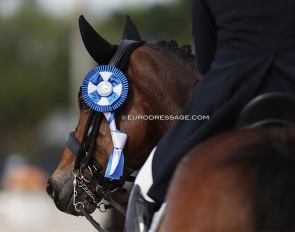 Mio FS wins a blue ribbon in the small tour amateur classes at the 2024 Palm Beach Derby :: Photo © Astrid Appels