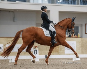 Wendi Williamson and Don Vito MH at the 2024 New Zealand Dressage Championships :: Photo © Libby Law