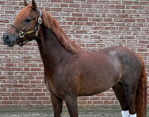 Dimacho (by Deluxe x Constantin x Prestige Pilot)