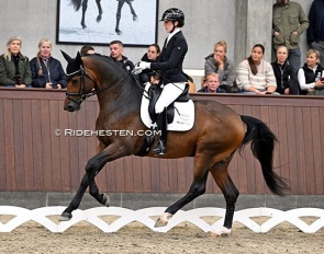 Carina Cassoe Kruth on Svalegårds Hot Driver at the 2023 Danish Warmblood Stallion Licensing :: Photo © Ridehesten