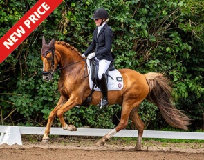 Caramba (by FS Calimero x Golden Empire)