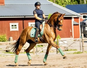 Don Leon (by De l'Or x Dimaggio)