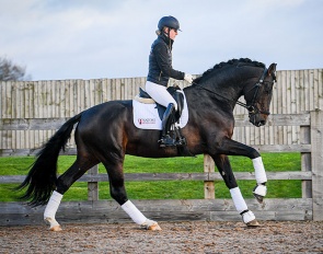 Tantoni Salamanca (by Sezuan x Rubin Royal)