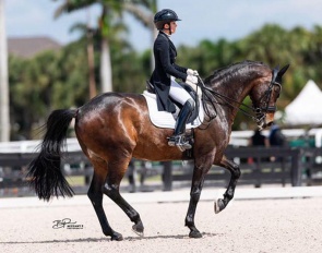 San Silvio (by San Amour x Silvio)