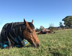 Robson's horses turned out in the field to be a horse, chilled out. In front Quadrille, a TB bred by HM Queen Elizabeth II and owned by HM King Charles III