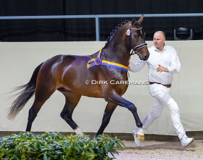 Aris van Manen with Olaf at the 2022 KWPN Stallion Licensing :: Photo © Dirk Caremans