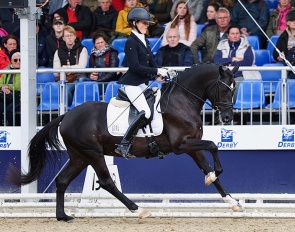 PAV Gauner at the 2023 Bundeschampionate :: Photo © Pony Royal