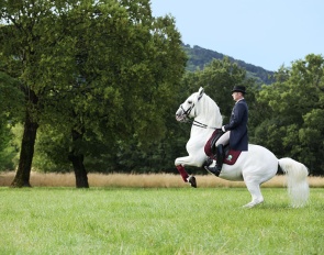 Visit the Lipica Stud Farm in Slovenia for an unforgettable equestrian journey :: Photo © Mitja Bozic