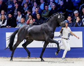 Reijerink's Revolution at the 2024 KWPN Stallion Licensing. He has been renamed Renzo after passing the performance test :: Photo © Dirk Caremans