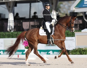 Alexander Yde Helgstrand and Eye Catcher at the 2024 CDI Wellington :: Photo © Astrid Appels