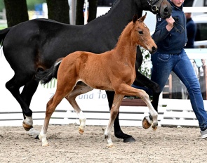 Voodo (by Vitalis x Fidertanz x Londonderry)