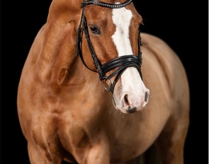 Schelenburgs Mr. Sandman