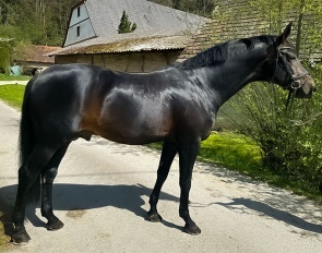 Beckham GT (by Bordeaux x Sir Donnerhall)