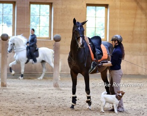 Anja Beran at her yard, Rosenhof, with one of her two Akal Tekke stallions :: Photo © Silke Rottermann