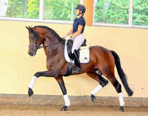 A La Bonheur, a 4-year old stallion by About You I x Bretton Woods :: Photos © Thoms Lehmann
