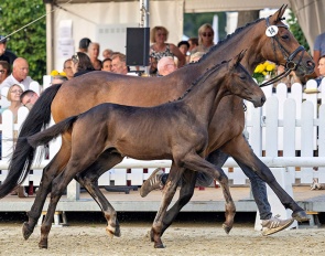 Zaubergraf (by Easy Game x Interconti) :: Photo © Jutta Bauernschmitt