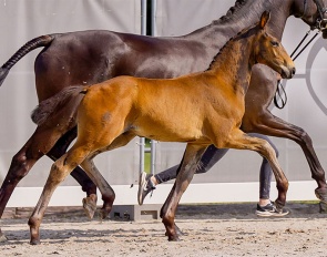 Ermelo (by Escaneno x San Amour) :: Photo © Hannoveraner Verband