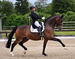 Starlight MS (by Sir Donnerhall x Feuerschein)