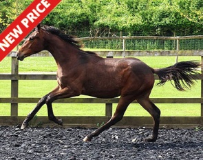 Yearling Filly by Total Diamond x Rubin Cortes