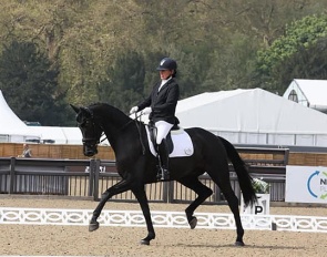 Fiona Bigwood showing Newton Salvanite at the 2024 CDN Windsor :: Photo © private