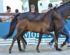 Florence (by Furst Zonik PS x  Sir Donnerhall x Rubinstein)
