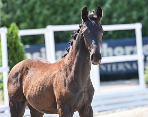 Florence (by Furst Zonik PS x Sir Donnerhall) 