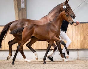 Unic (by Vaderland x Iconic B)