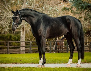 Fantom de Malleret (by Fair Game x Hochstern)