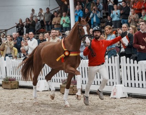 Senorita La Bonita, Top Seller of 2024 Westfalian Autumn Elite Auction :: Photo © Reckimedia