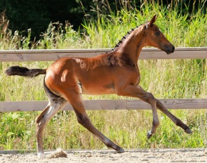Hot Spark (by Svalegårds Hot Driver x Zack)