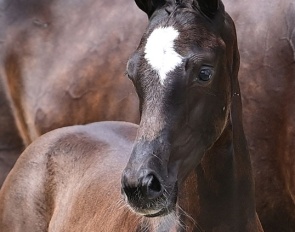 Donna Bolera (by Bon Bolero x Don Crusador)
