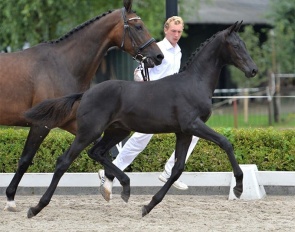 Kensington (by Bordeaux x Rohdiamant) as a foal :: Photo © Veulenveiling Midden-Nederland